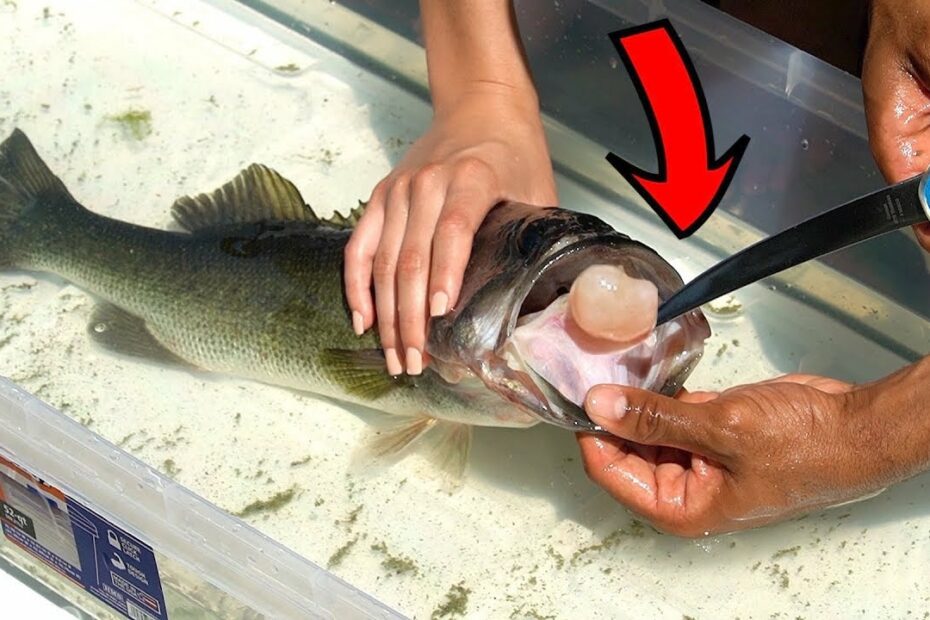 Fish Surgery For Cancer! **Tumor Inside Fish** - Youtube