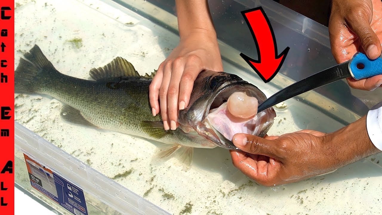 Fish Surgery For Cancer! **Tumor Inside Fish** - Youtube