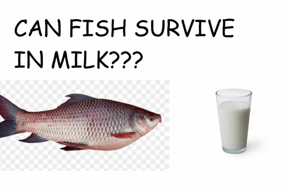 Can A Fish Swim In Milk? [What No One Is Talking About]