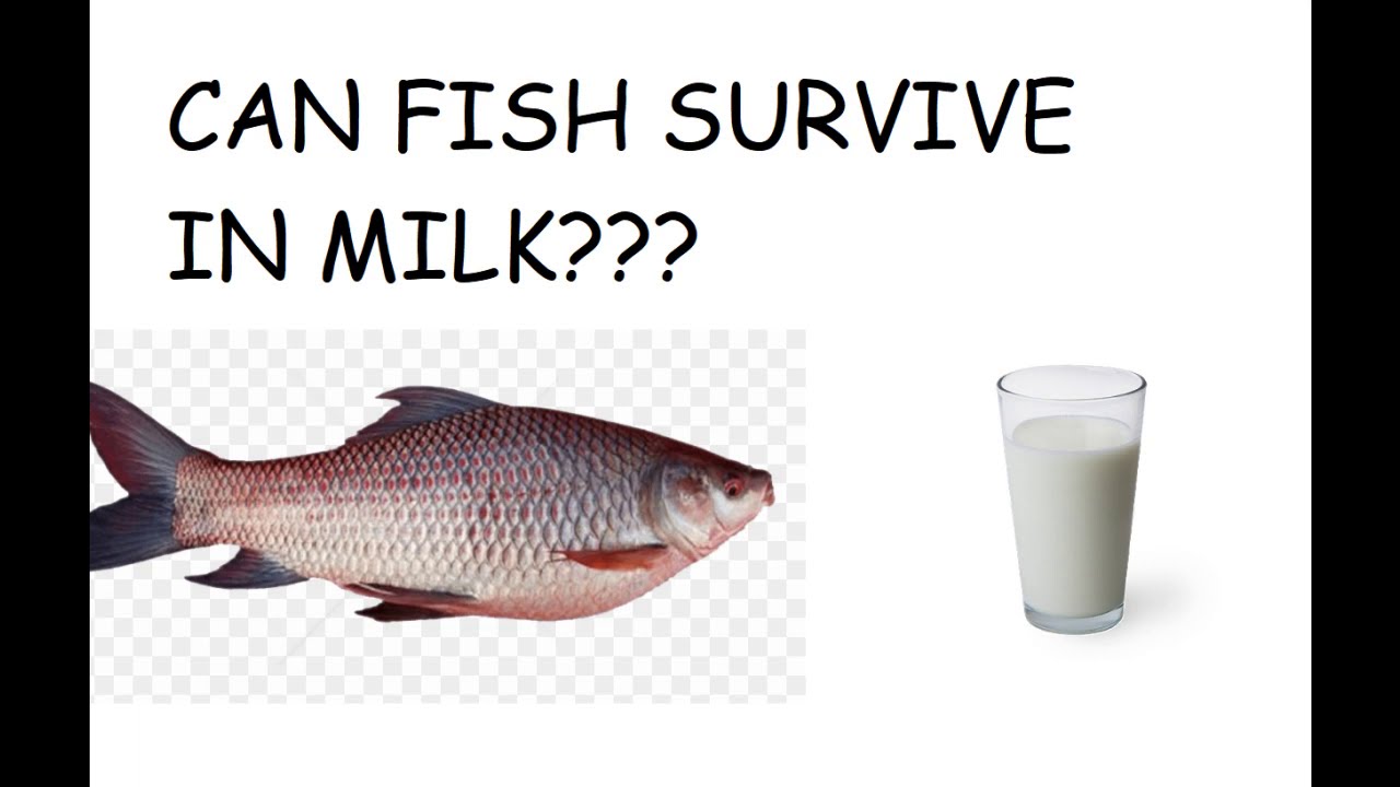 Can A Fish Swim In Milk? [What No One Is Talking About]