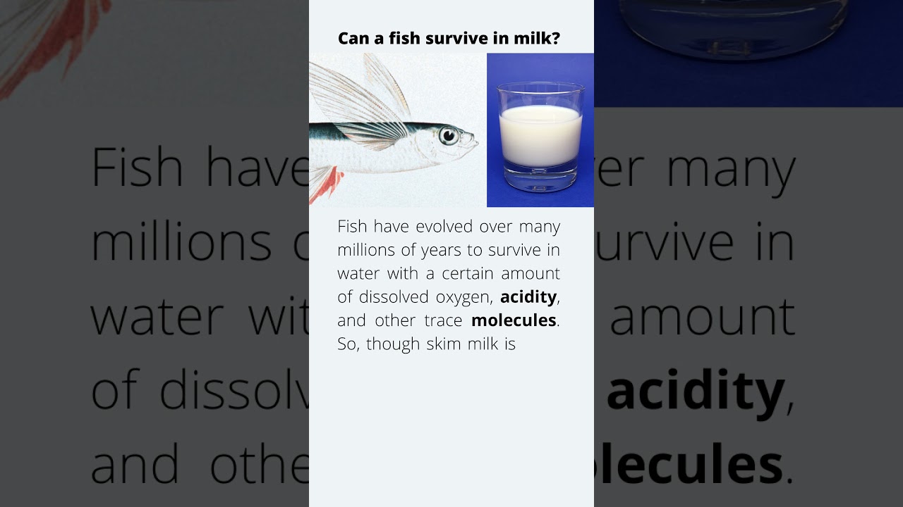 Can A Fish Survive In Milk? - Youtube