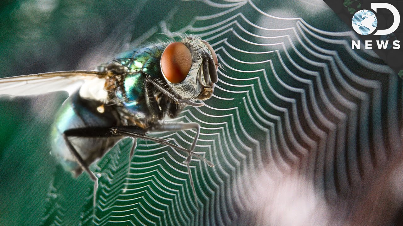 Can Flies Feel Fear Like Humans? - Youtube