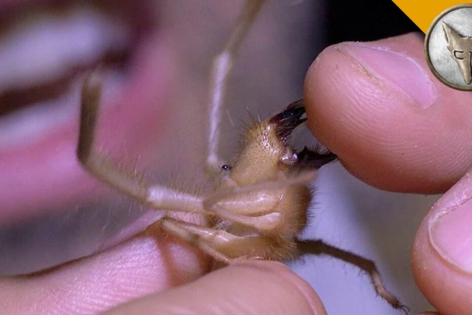 Ahhh!!! Camel Spider Chews My Finger! - Youtube