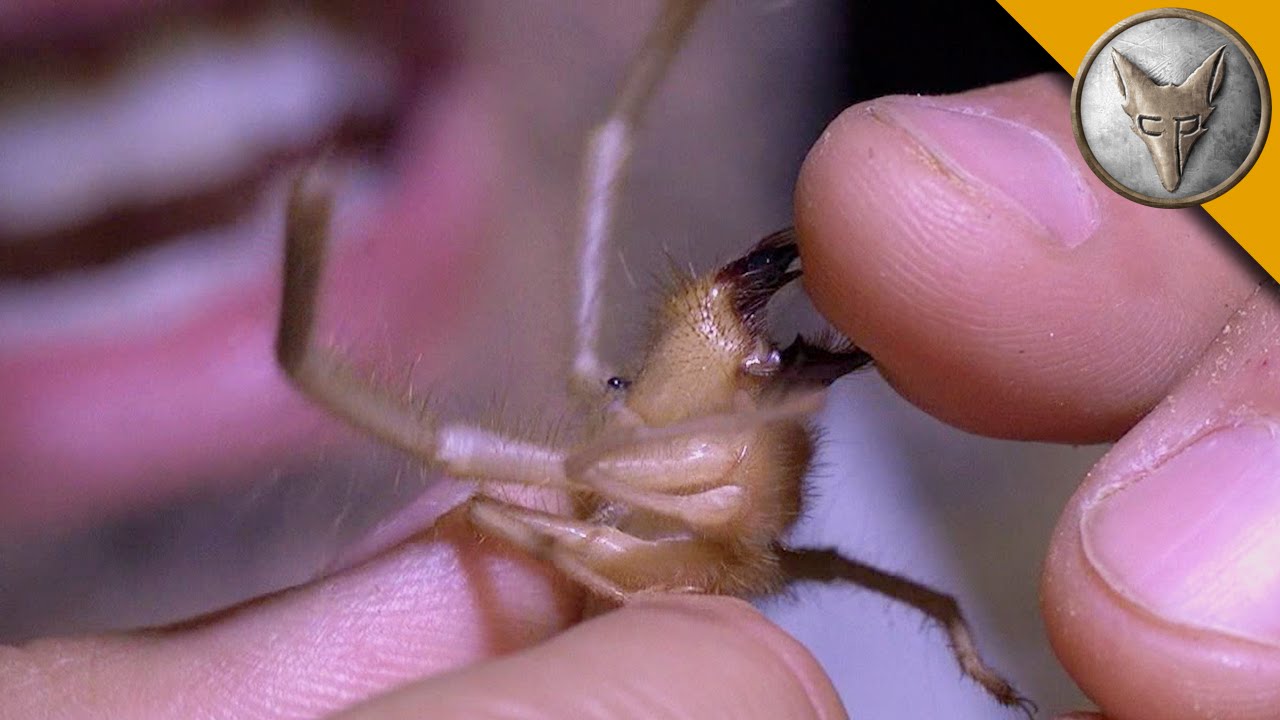 Ahhh!!! Camel Spider Chews My Finger! - Youtube