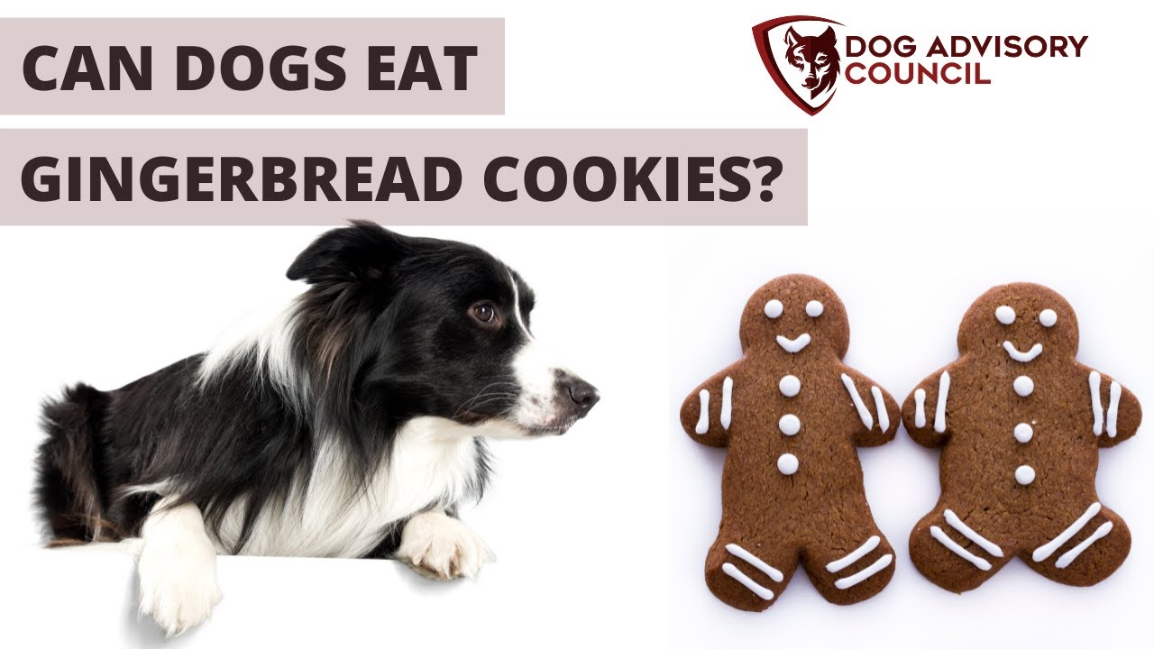 Can Dogs Eat Gingerbread Cookies? (Dog Safe Recipe) - Youtube