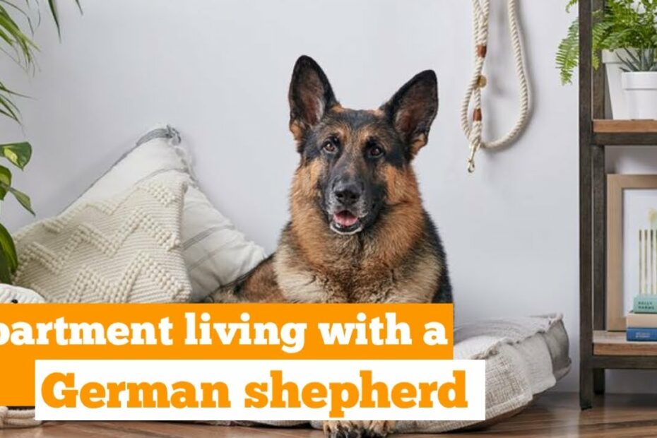 Can A German Shepherd Live In An Apartment?(Detailed Tips). - Youtube