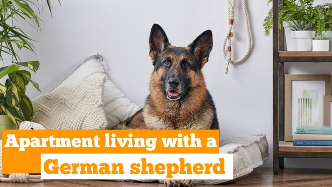 Can A German Shepherd Live In An Apartment?(Detailed Tips). - Youtube