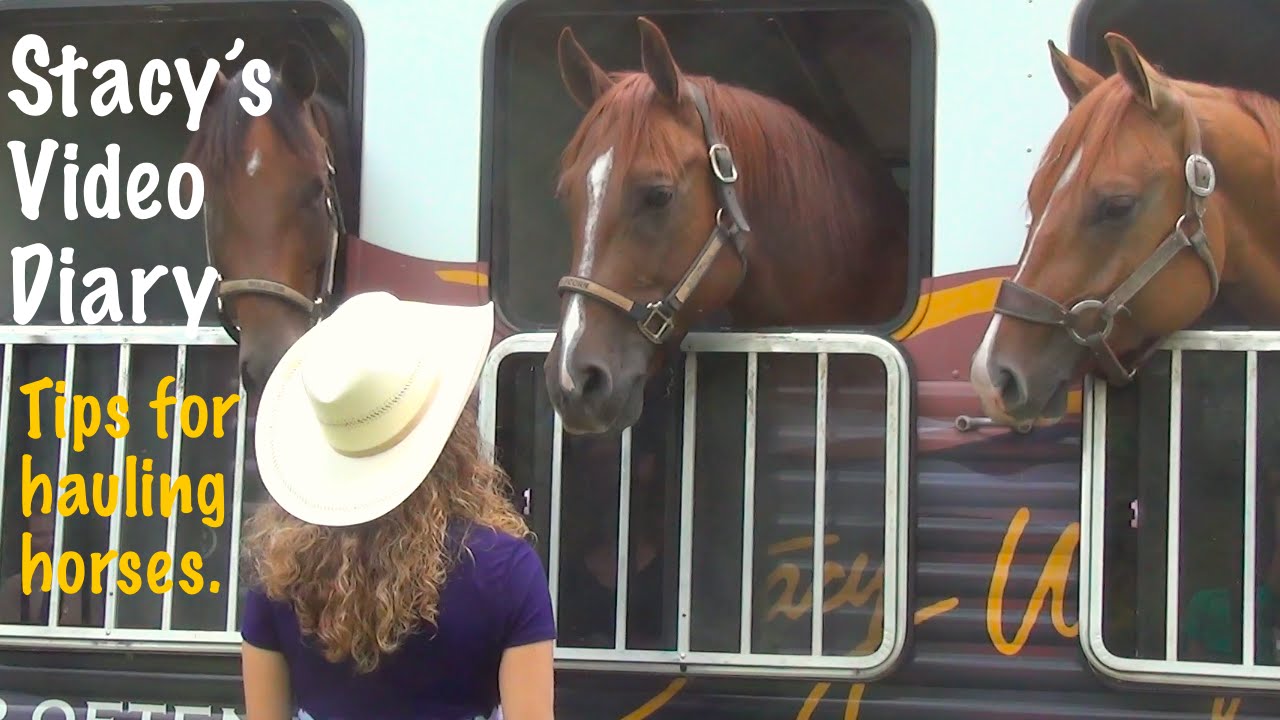 How Long Can A Horse Stay In A Horse Trailer?