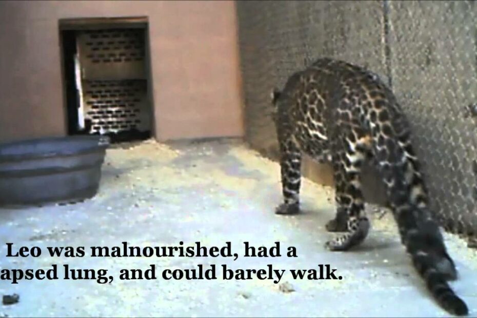 Leonardo The African Leopard/Jaguar Hybrid - Youtube