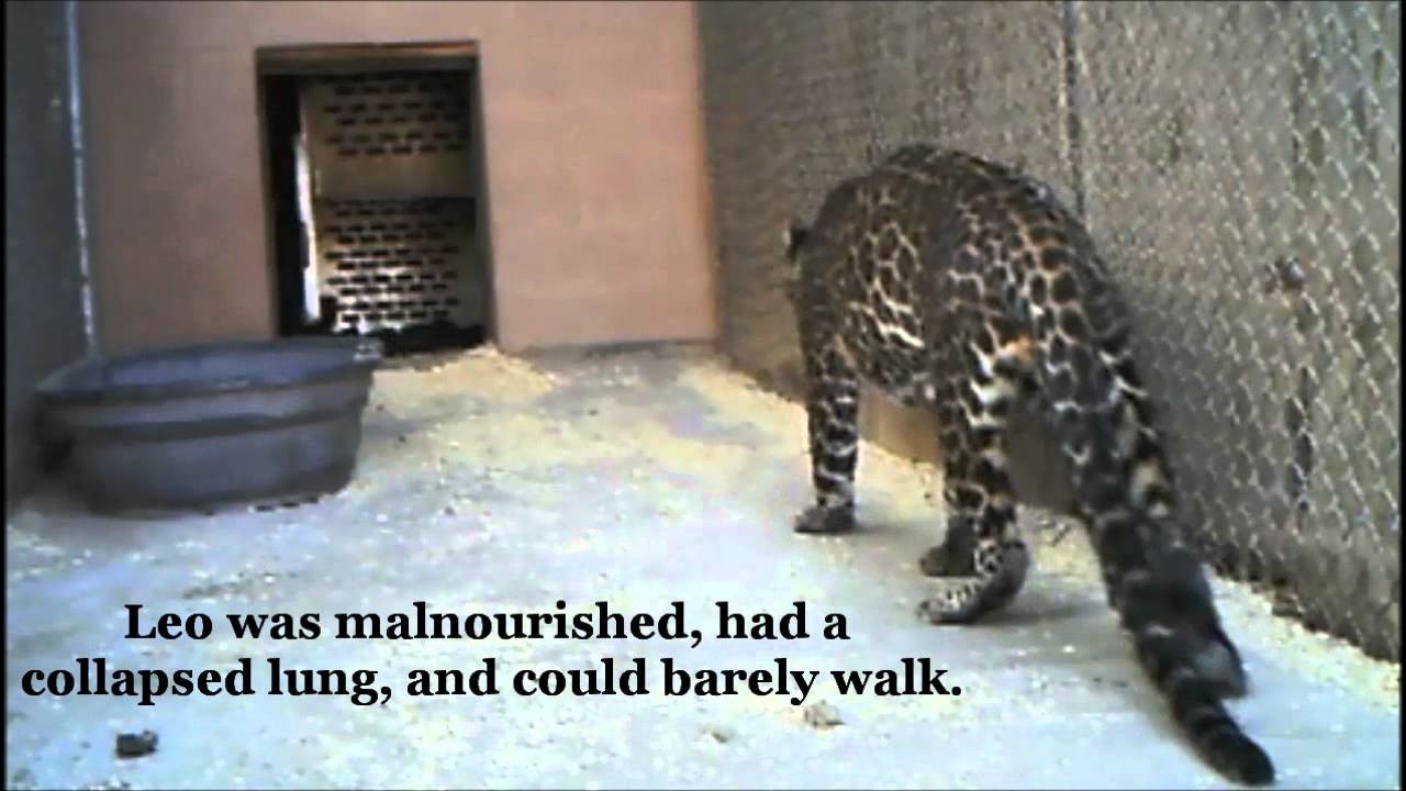 Leonardo The African Leopard/Jaguar Hybrid - Youtube