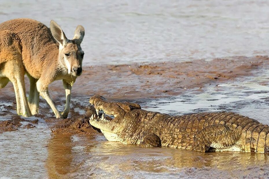 Hungry Crocodile Attack Kangaroo In The River, Leopard, Warthog, Lion,  Python, Buffalo - Youtube