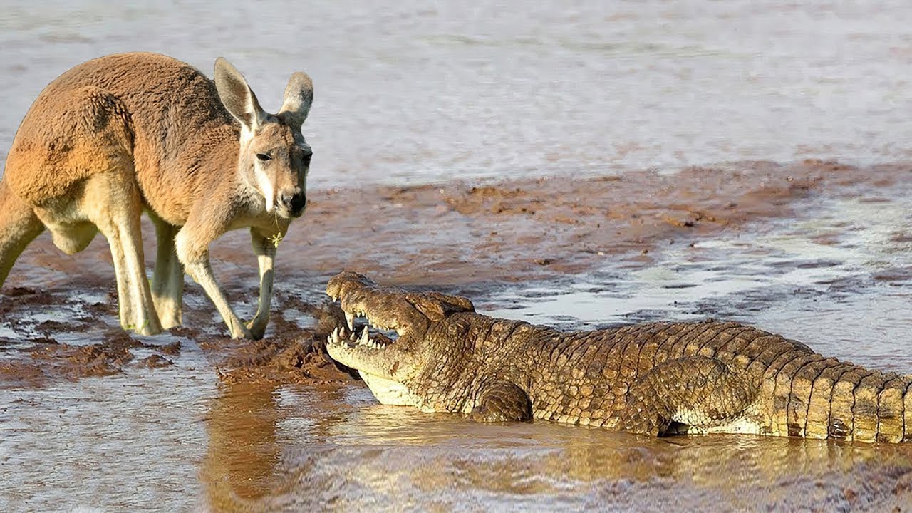 Hungry Crocodile Attack Kangaroo In The River, Leopard, Warthog, Lion,  Python, Buffalo - Youtube