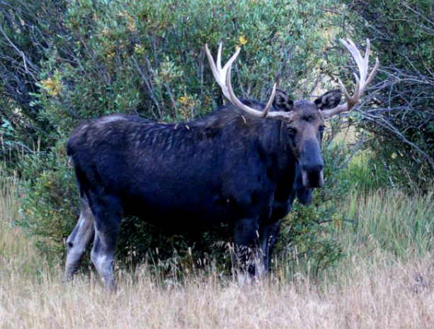 Moose-Elk Hybrids - Mammalian Hybrids - Online Biology Dictionary