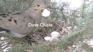 Mourning Dove And Mate Hatch Eggs - Youtube