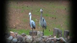 Herons And Your Pond. | Water Feature Design