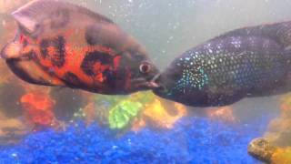 Red Tiger Oscar Vs. Normal Blue Jack Dempsey - Youtube