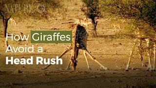 Giraffe Fact Sheet | Blog | Nature | Pbs