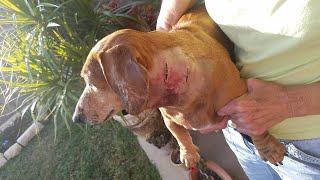 Coyote Jumps Fence, Attacks Family Dog - Youtube