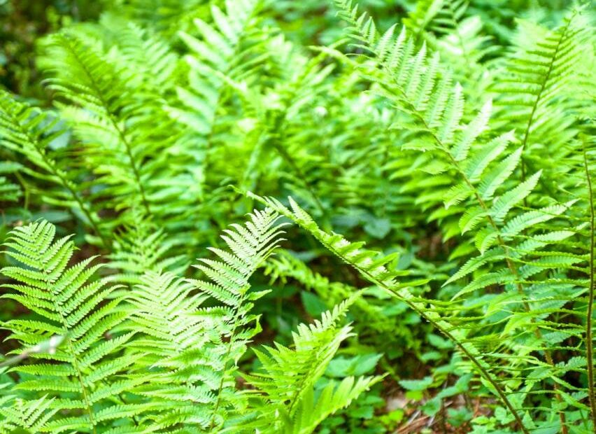 Garden Ferns - How To Grow And Care For A Fern Garden Outdoors