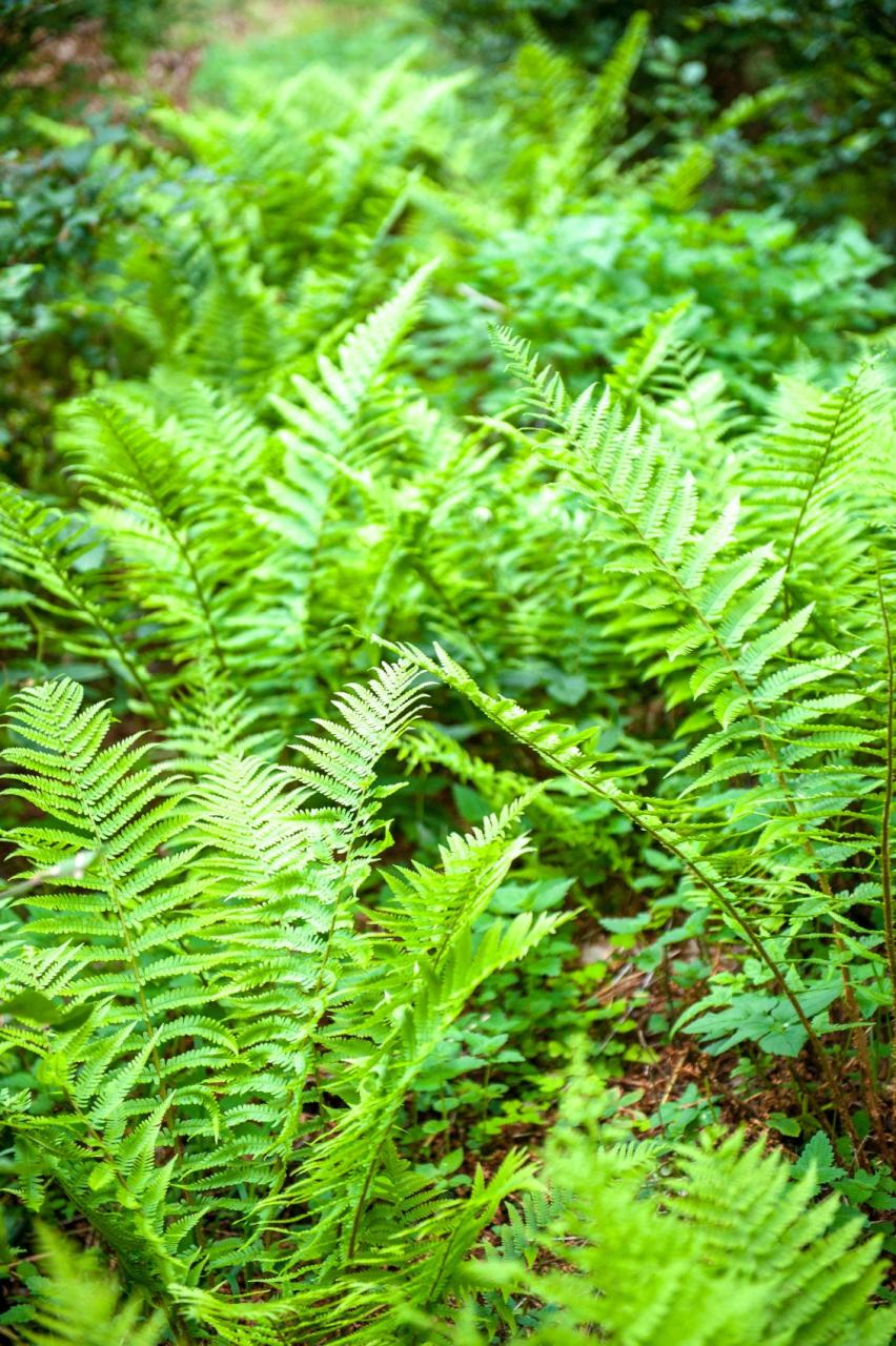 Garden Ferns - How To Grow And Care For A Fern Garden Outdoors