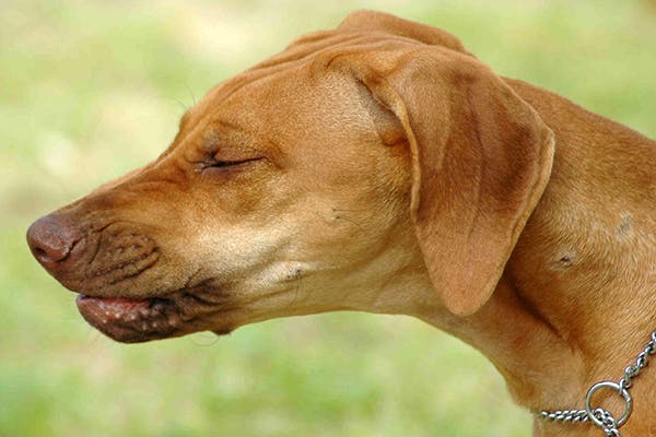 Pharyngitis In Dogs - Symptoms, Causes, Diagnosis, Treatment, Recovery,  Management, Cost