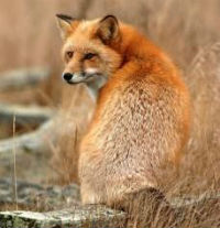 Dog-Fox Hybrids - Mammalian Hybrids - Biology Dictionary