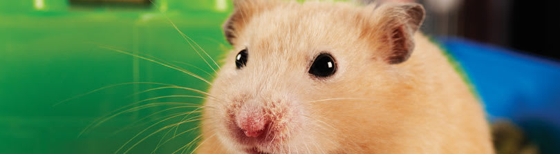 All About Your Hamster | Petco