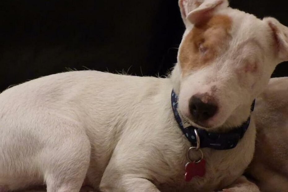 Adorable Dog Who Had Both Her Eyes Removed Needs Loving Owner