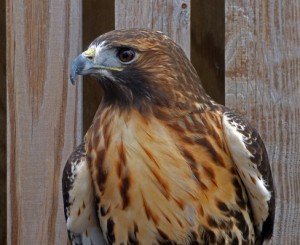 Can A Hawk Carry Off Your 12-Pound Pet? – 10,000 Birds