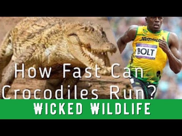 Can A Crocodile Outrun A Human On Land? - Youtube