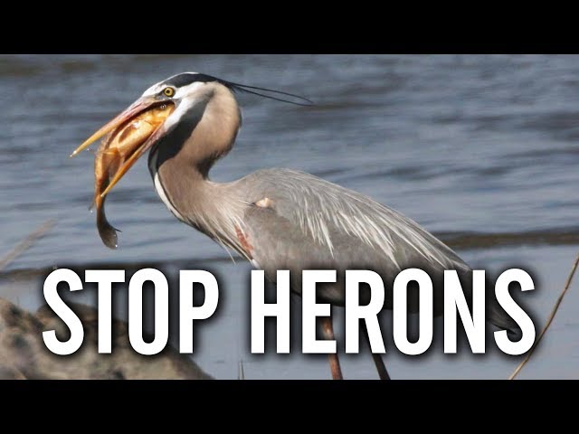 10 Ways To Keep Herons Away From Your Pond - Youtube