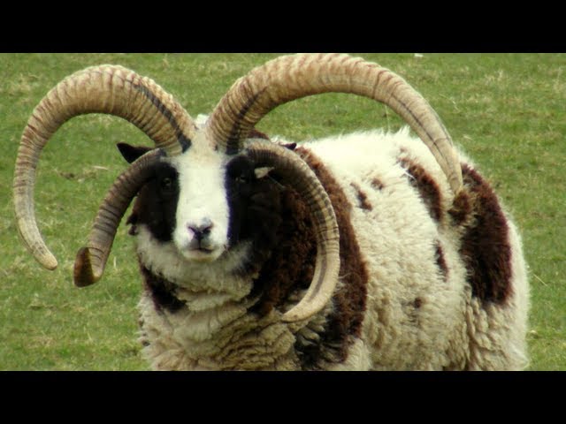 Jacob Sheep | Horns-A-Plenty - Youtube