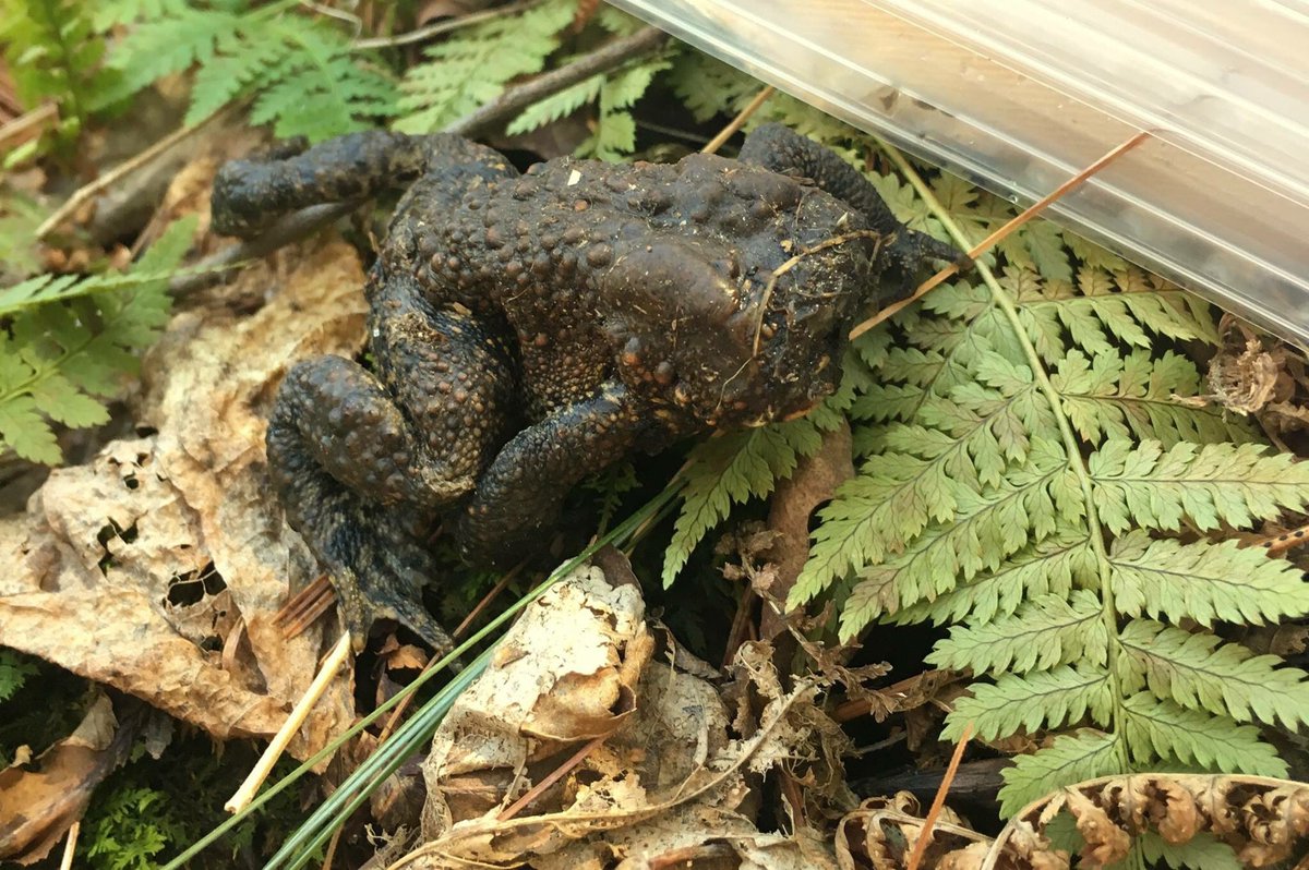 Toad Without A Head Found Hopping Around Forest, Leaves Scientists Stumped  - National | Globalnews.Ca