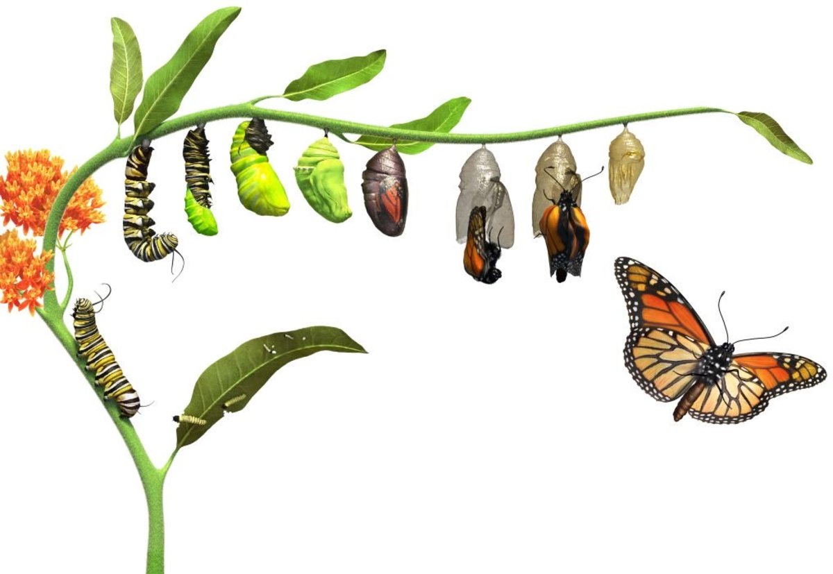 Why Do Caterpillars Turn Into Butterflies? - Owlcation