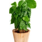 Houseplants Coffee Plant: How To Grow Coffee Plant