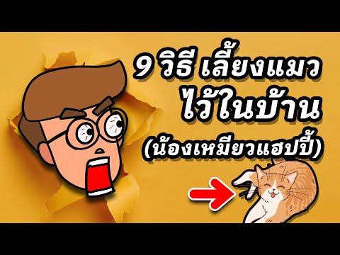 9 วิธีเลี้ยงแมวในบ้าน (ให้เจ้าเหมียวแฮปปี้)