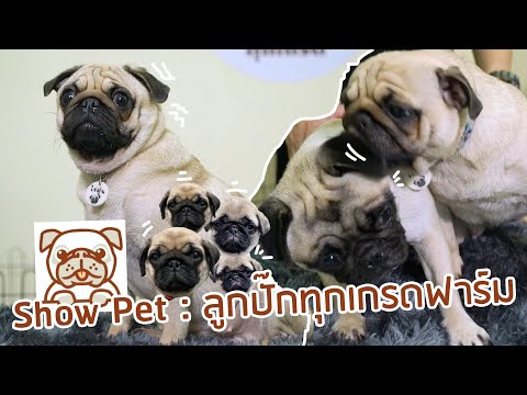 Show Pet | ลูกปั๊กทุกเกรดฟาร์ม