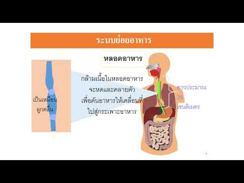 สุขศึกษา ระบบย่อยอาหาร ป  5  สัปดาห์ที่ 1